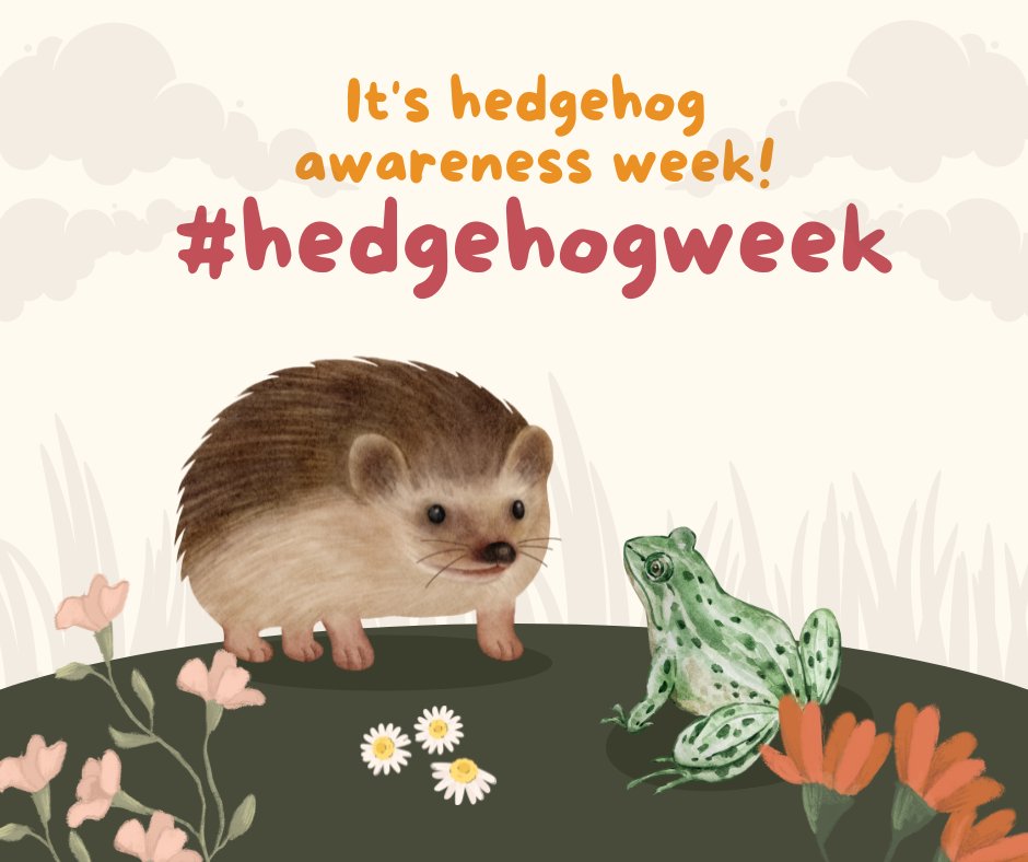 Our friends are celebrating #hedgehogweek this week – get involved and see what you can do the help hedgehogs. 🐸🦔