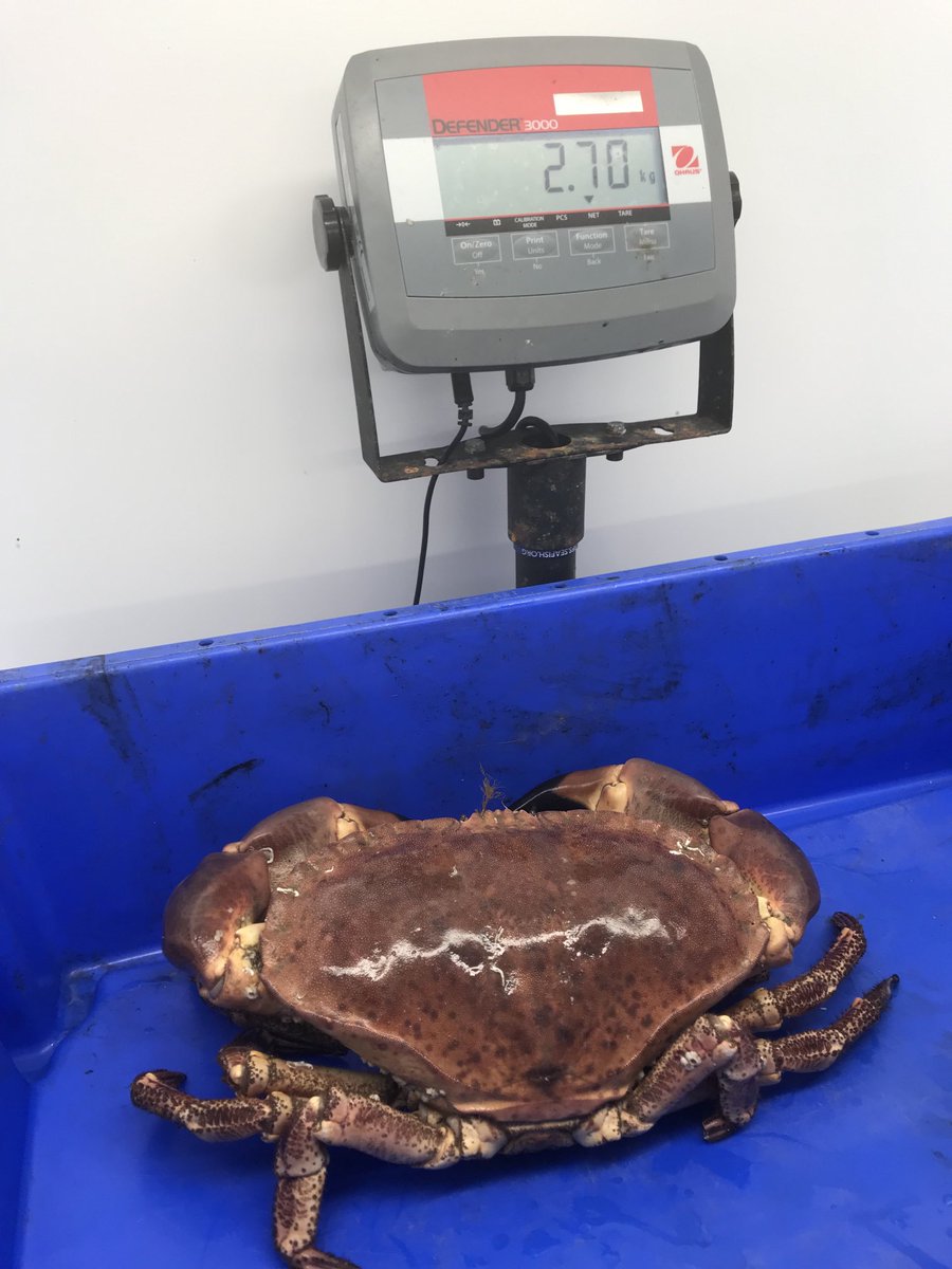 cornish_lobster's tweet photo. ⁦@Passion4fish⁩ The First of the XL spiders, a fine cock crab and other cracking seafood 🐙🦞🦀🐟 will@be in Camberley for the morning https://t.co/KOlvptPX4q