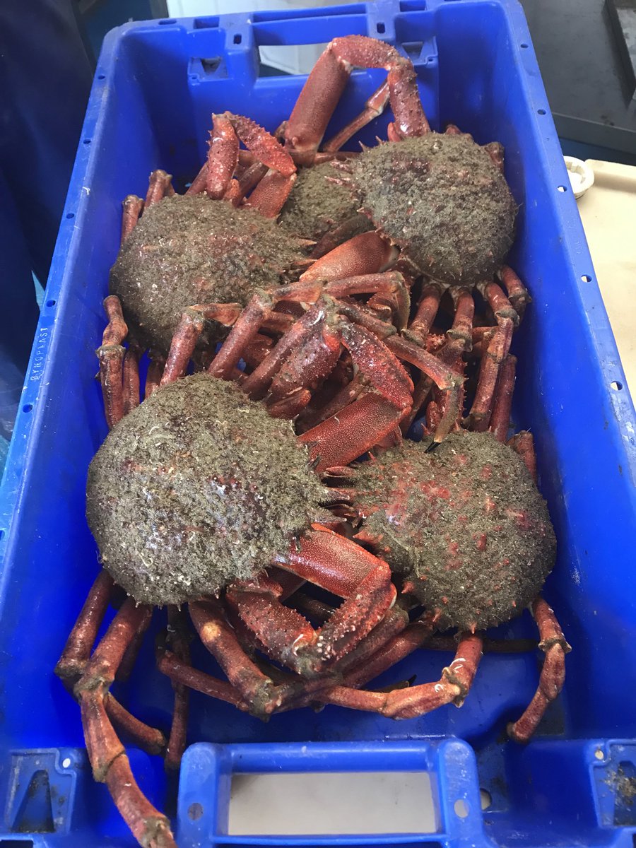 ⁦<a href="/Passion4fish/">The Fish Shop</a>⁩ The First of the XL spiders, a fine cock crab and other cracking seafood 🐙🦞🦀🐟 will@be in Camberley for the morning