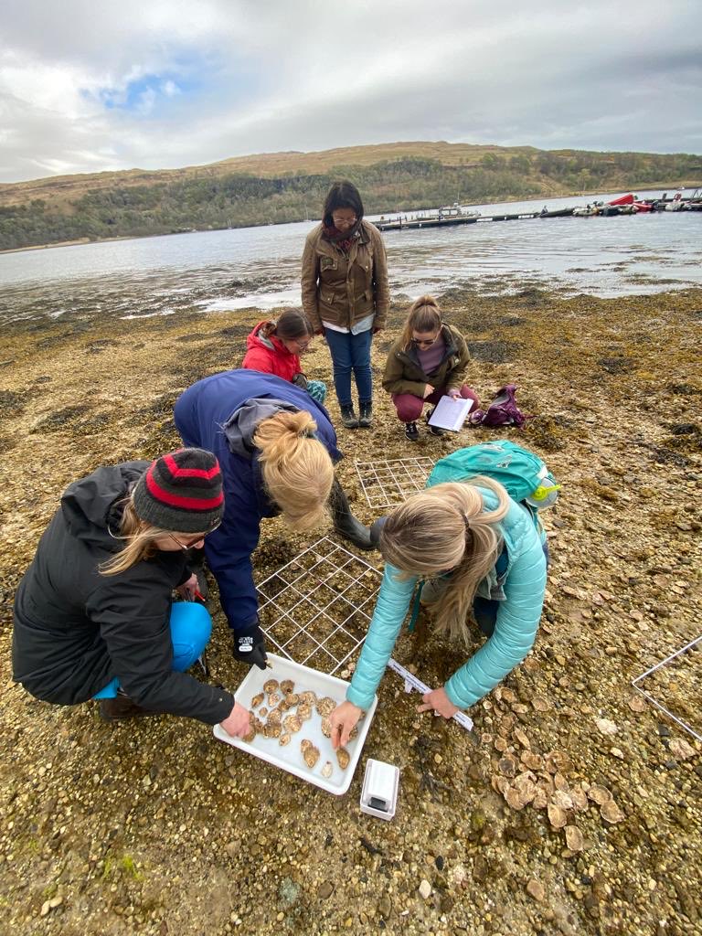Wonderful to see other coastal communities start their own marine restoration projects - this weekend Seawilding was with ⁦@Lochsandsounds⁩ delivering native oyster monitoring training. The reintroduced stock at Lochaline on the Morvern peninsula are doing well!