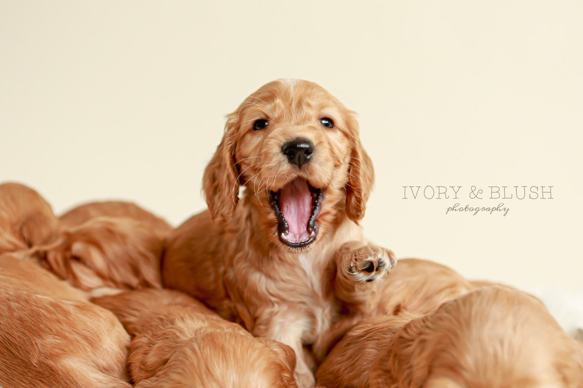 Anybody feel like falling in love 😍😍 5 week new cocker spaniel puppies! 
#puppy #cockerspaniel #puppyportraits  #puppyphotos #ivoryandblushphotography