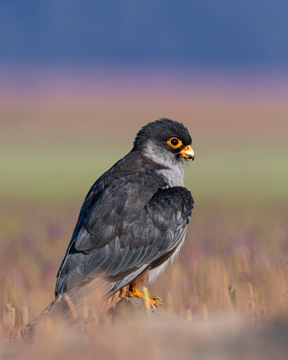 🌈अश्विनी (ᏗᏕᏂᏇᎥᏁᎥ)🇮🇳 tweet media