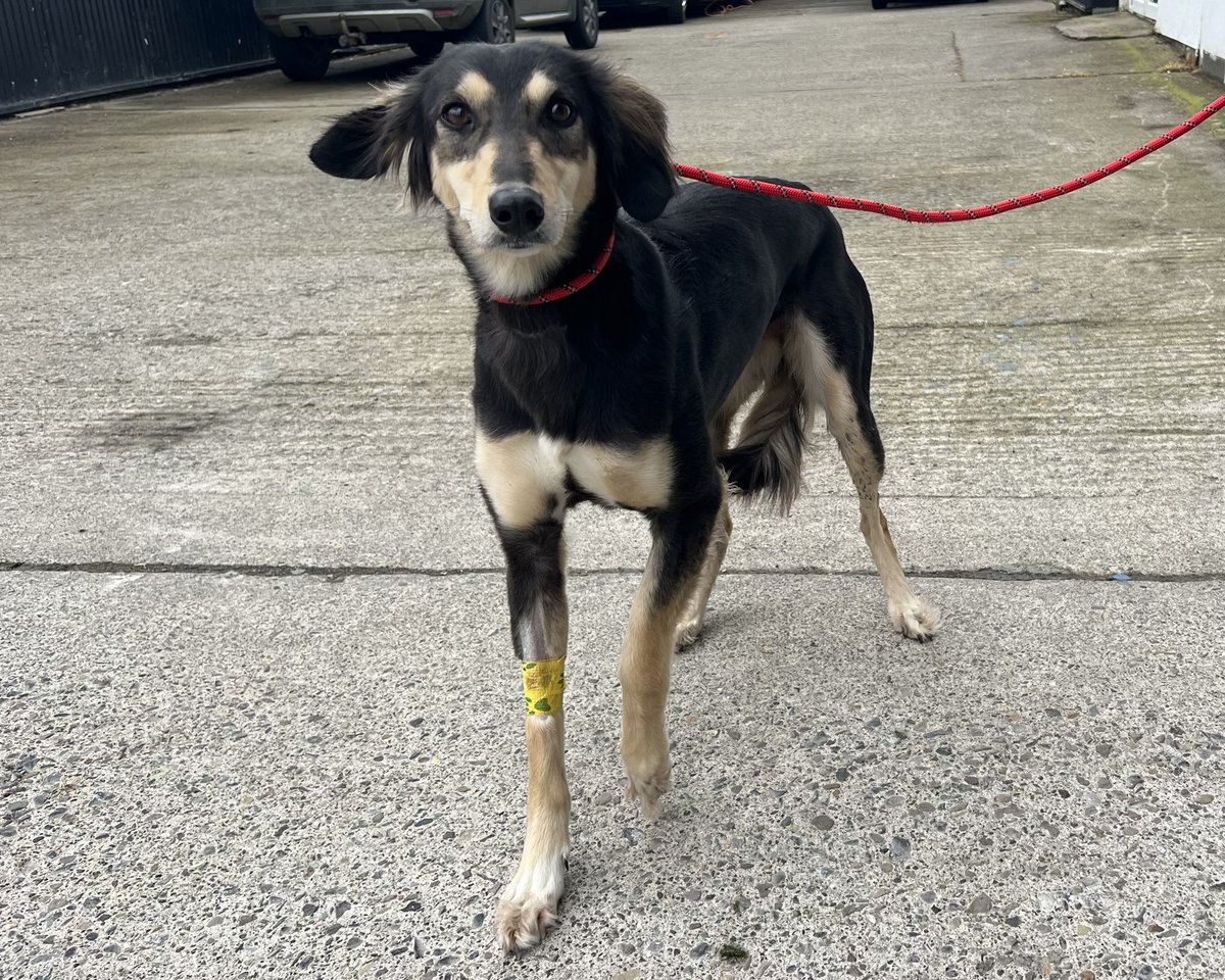 ⚠️ Urgent Missing ⚠️ Lurcher recovering from leg surgery has escaped from her foster home in Donnybrook D4. Her front leg is shaved with no bandage on. Please keep your eyes peeled and #retweet 

#missingdog #lostdog #RescueDog