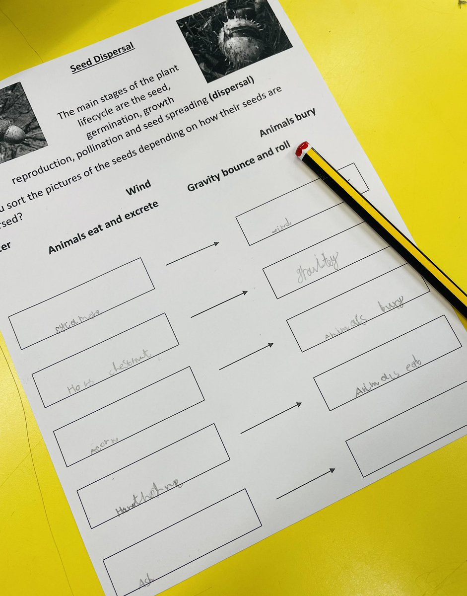 Y3 @simonsideschool are learning about plants in science. Today we discovered that plants and trees disperse their seeds in different ways. 🌳🌸🍃 #science #seeddispersal #plants <a href="/miss_h_beck/">Miss Beck</a> <a href="/MrsBlair17/">Mrs Blair</a>