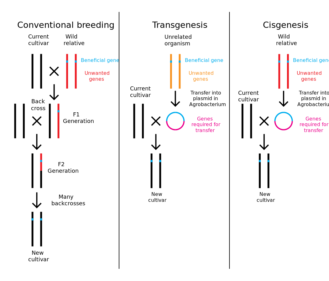 H3nRasouli's tweet image. Conventional #breeding versus #transgenesis and #cisgenesis. While I have not yet found any literature demonstrating the negative impacts of #GMOs on human health, can anyone suggest relevant articles to support potential side effects?/1

Credit: Wikipedia