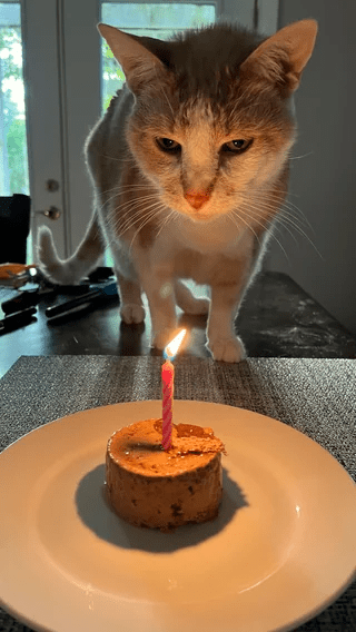 myesadoctor's tweet photo. The emotional support cat named Margot turned 18 today! 
#happybirthday #CatsOfTwitter #cats https://t.co/nuJE1Wpurk