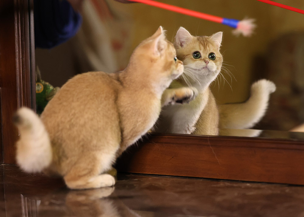 Britishcats2's tweet photo. British golden female ny12, 6 month, available 🥰 https://t.co/dyZ63I4UDg