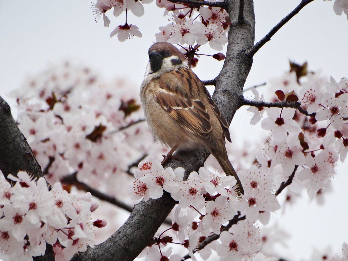 🪶 Ağaç Serçesi
📍50.yıl Parkı/Ankara
🗓️ 10 Nisan 2023