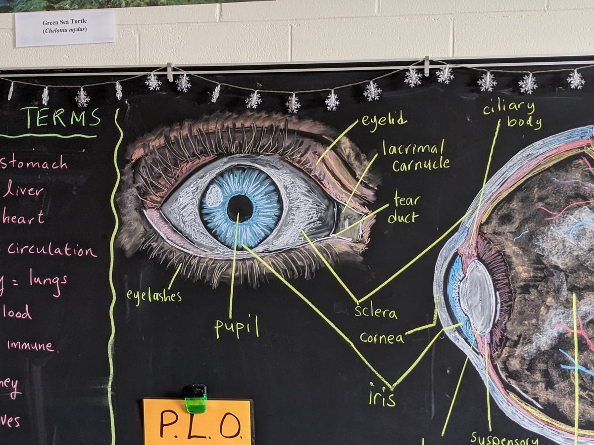 Dr. Tasha Ausman (@tausman) on Twitter photo Once again it's that day for the eyeball dissection with grade 9 science. Got it on the board at lunch yesterday for the kids to reference today. <a href="/WQSB_HadleyPW/">Hadley Jr. / Philemon Wright High School</a> <a href="/westernquebec/">Western Québec</a> Once again it's that day for the eyeball dissection with grade 9 science. Got it on the board at lunch yesterday for the kids to reference today. <a href="/WQSB_HadleyPW/">Hadley Jr. / Philemon Wright High School</a> <a href="/westernquebec/">Western Québec</a>