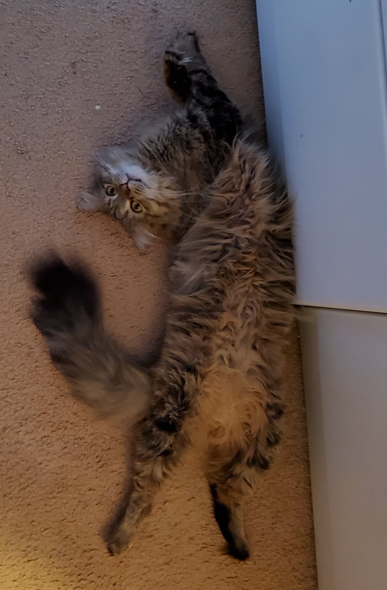 Here is Leia showing her flexibility. @CathyFur @AwwCats_ #CatsOfTwitter