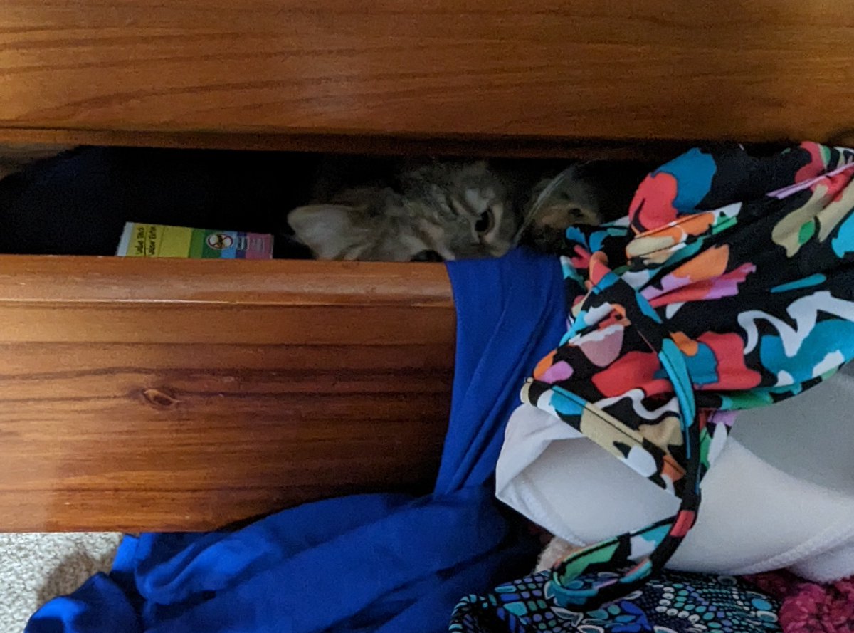 Having mostly emptied the bottom drawer of my dresser, Leia decided that was a nice place to lay down. @CathyFur @AwwCats_ #CatsOfTwitter