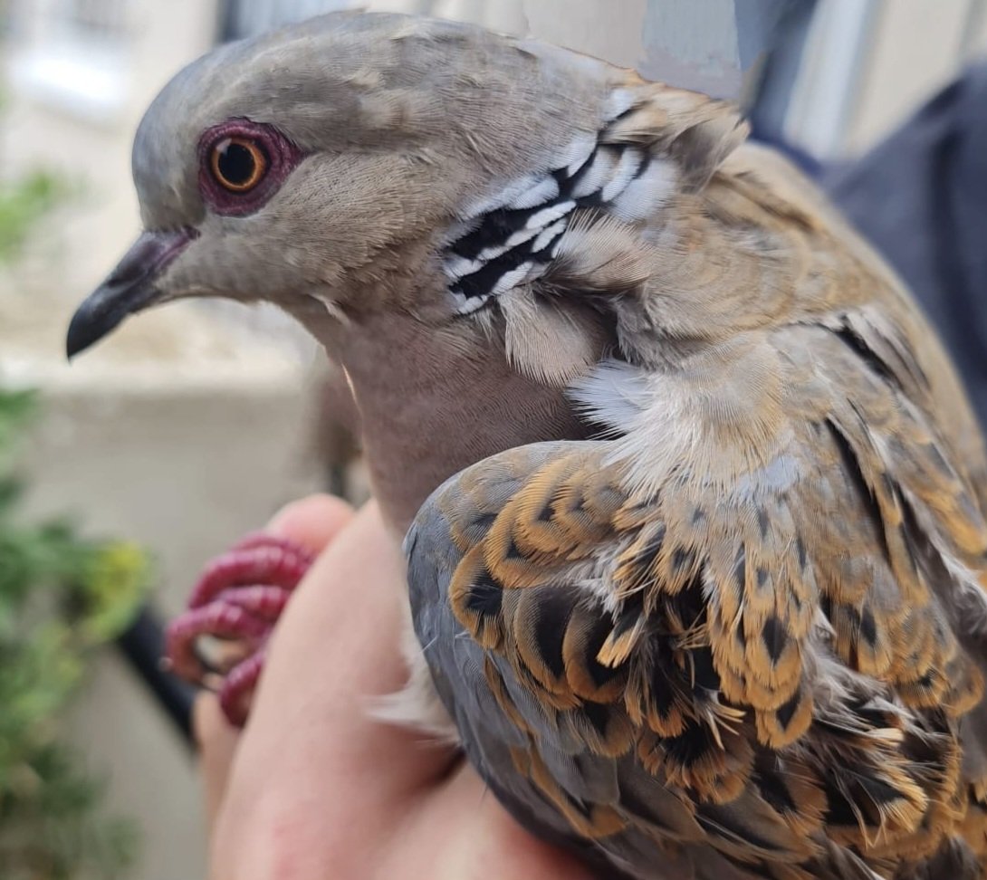 Last day in gibraltar, with a lovely surprise in the nets with this stunning male turtle dove @gonhsgib #jewsgate #jewsgatefieldcentre @Jake_Greg0ry @OrnithoFlora @CE_Pea