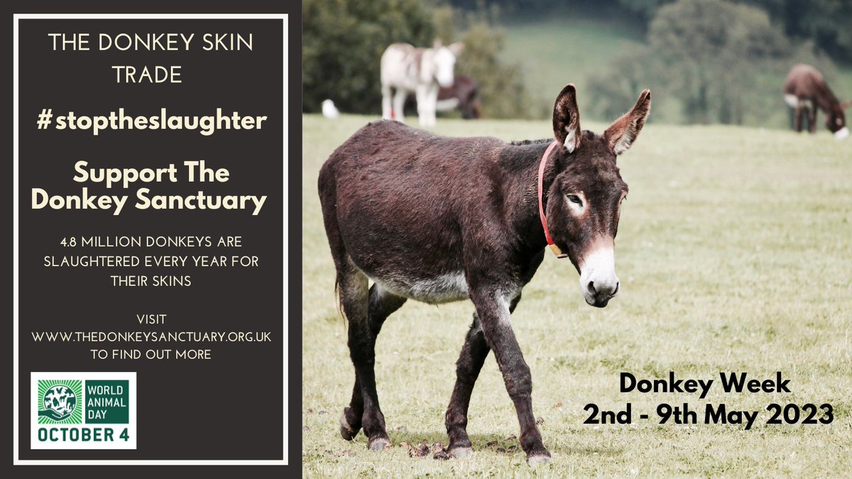 worldanimalday's tweet photo. Every year, millions of donkeys are slaughtered for their skin, but we can't ignore their cries for help.
Support #DonkeyWeek to ensure a safe and happy life for every donkey out there 🐴💜🌍
Find out more: https://t.co/mD4fwwH0jy https://t.co/fIpXN7kDhn