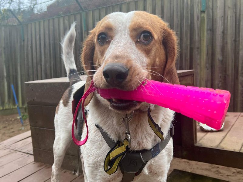 Animal Adoptions UK 🐕‍🦺🐈🐎❤️ tweet media