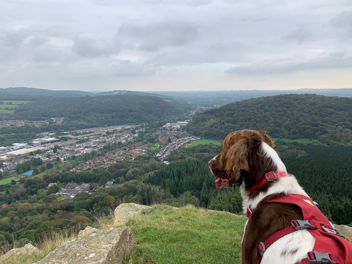 Recently, we had to say goodbye to a very special member of the @timeforgeog team: our dear friend Mavis🐾. She helped inspire, create & even present our award-winning films. A marvellous, magical little soul & a beautiful inspiration in our lives. Run free & rest well old girl❤️