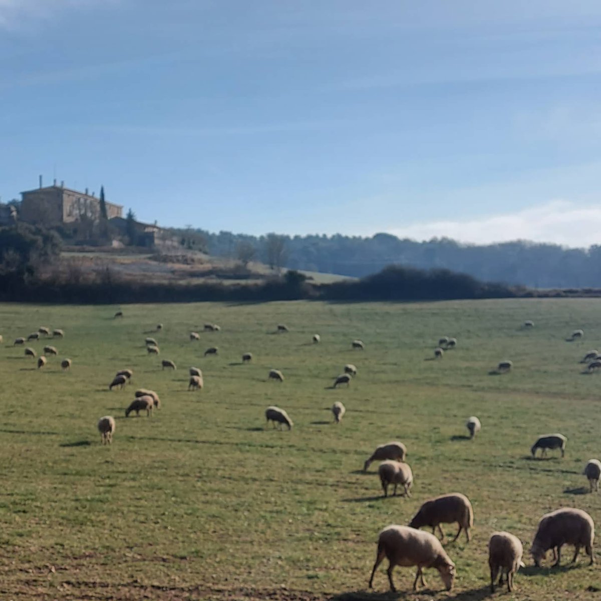 El pasturatge és una pràctica ♻️sostenible, que permet fixar una 👩🏼‍🌾activitat ramadera al territori, i amb beneficis per l'agricultura 🌾

📷: Mercè Lagrava (<a href="/serratgros/">Serrat Gros</a>), Gemma Armillas (<a href="/PlaOvi5/">Pla Oví</a>) i Mª Àngels Capdevila (<a href="/XaideFerreres/">Xai de Ferreres</a>) #DonesMónRural (5/5)