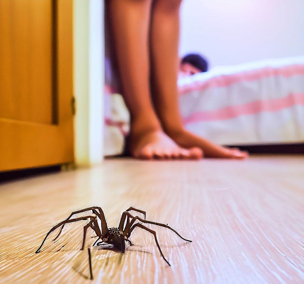 Pestsguide_com's tweet photo. Hook - Are you tired of finding spiders in your home? Here are some tips to keep them out for good. π·οΈπ«
https://t.co/Hw2M5D4lO4
#spider #pestcontrol #pest #homeinspection #pestfree #pestsguidecom https://t.co/GBAaHoqiG5