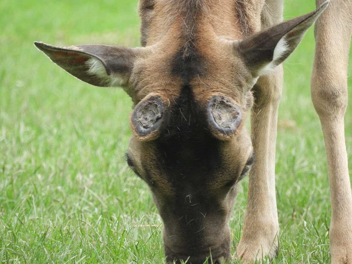 Affenbergsalem's tweet photo. Leithirsch "Emil" wirft jedes Jahr um den 1. Mai herum sein #Geweih ab.🦌
Dieses Jahr hat er es etwas überpünktlich am 29. April abgeworfen. Das neue Geweih wird übigens bereits in circa 4.5 Monaten wieder vollständig ausgewachsen sein. #damhirsch #wild #affenberg #bodensee https://t.co/KS6CsebMpB