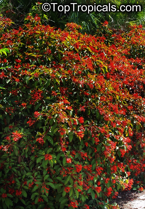 toptropicals's tweet photo. #Hamelia patens - Fire Bush,can grows into a small tree. It has pale green rounded leaves and small, tubular red-orange flowers which appear at the ends of the branches. One of the best butterfly attractors.
https://t.co/kWcHABZ9dF
#floweringshrubs
#ornamentalplants
#TuesdayTreat https://t.co/LaINQzZFEe
