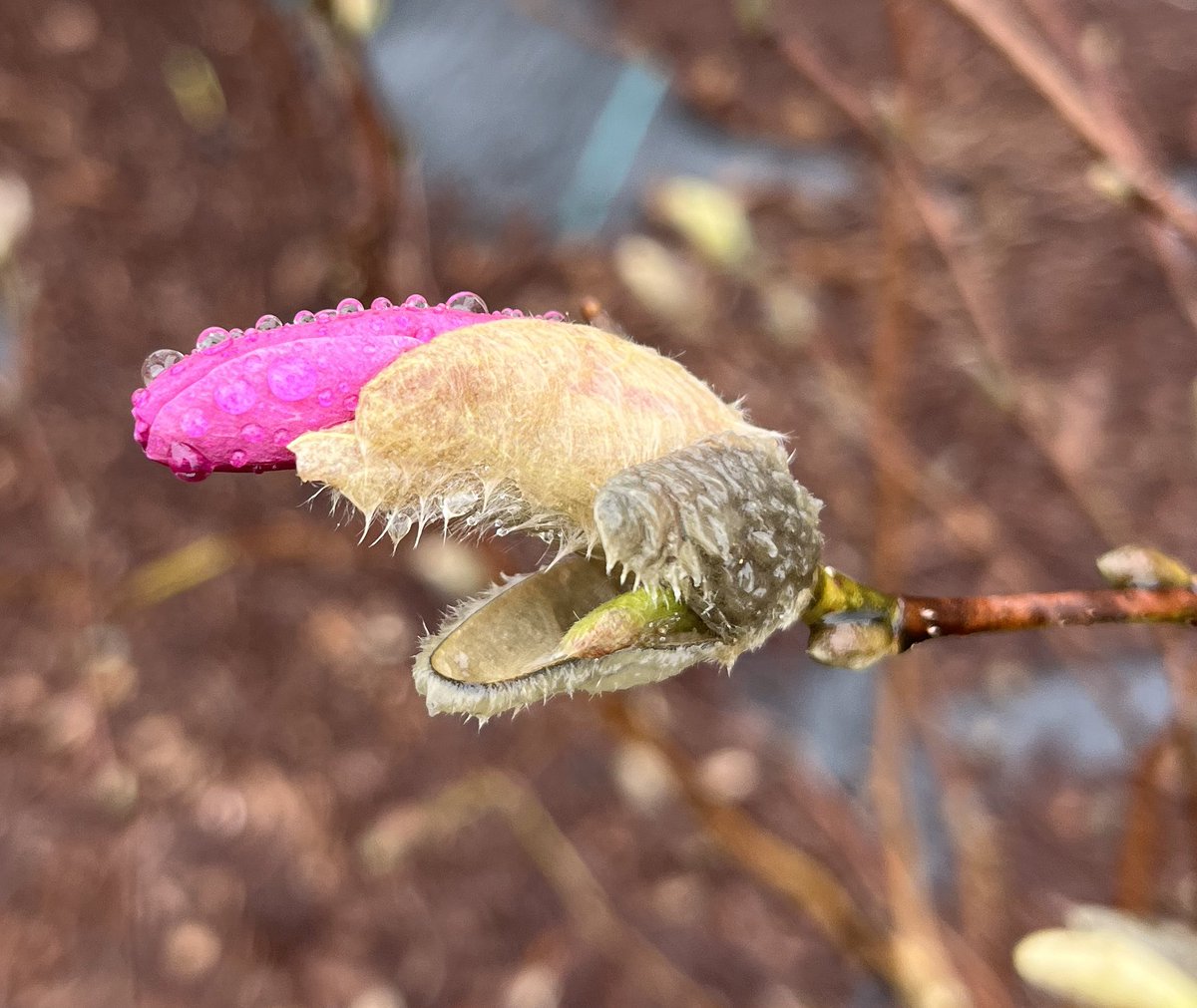 GregorChamp's tweet photo. Early Morning Rain 
#GordonLightfootRIP 
#magnolia
#inbloom https://t.co/dOLA334mec