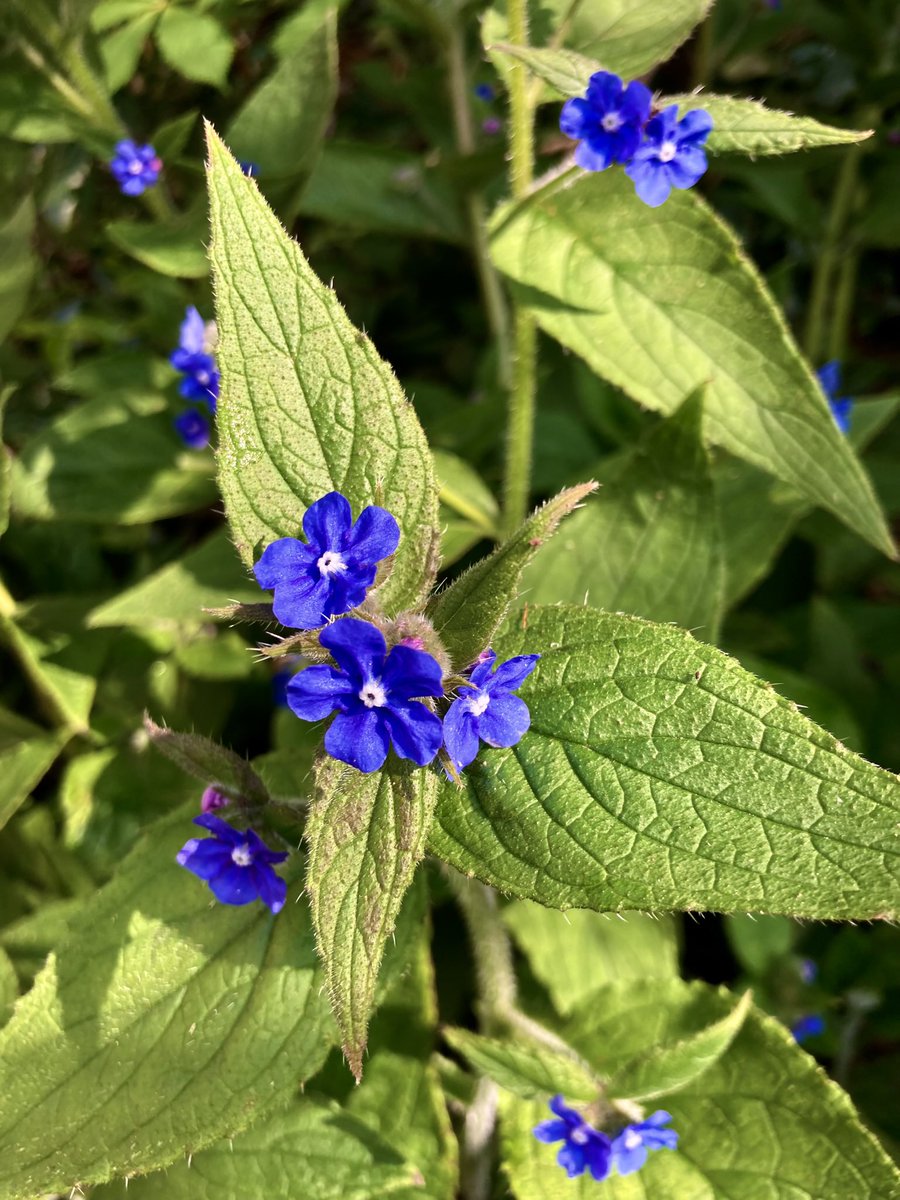 barbosavl's tweet photo. First green alkanet (Pentaglottis sempervirens) I saw in the woods at the weekend #TuesdayBlue #alkanet #wildflowers #NatureBeauty #NaturePhotography #TuesdayMotivaton https://t.co/dPhjpi9REg