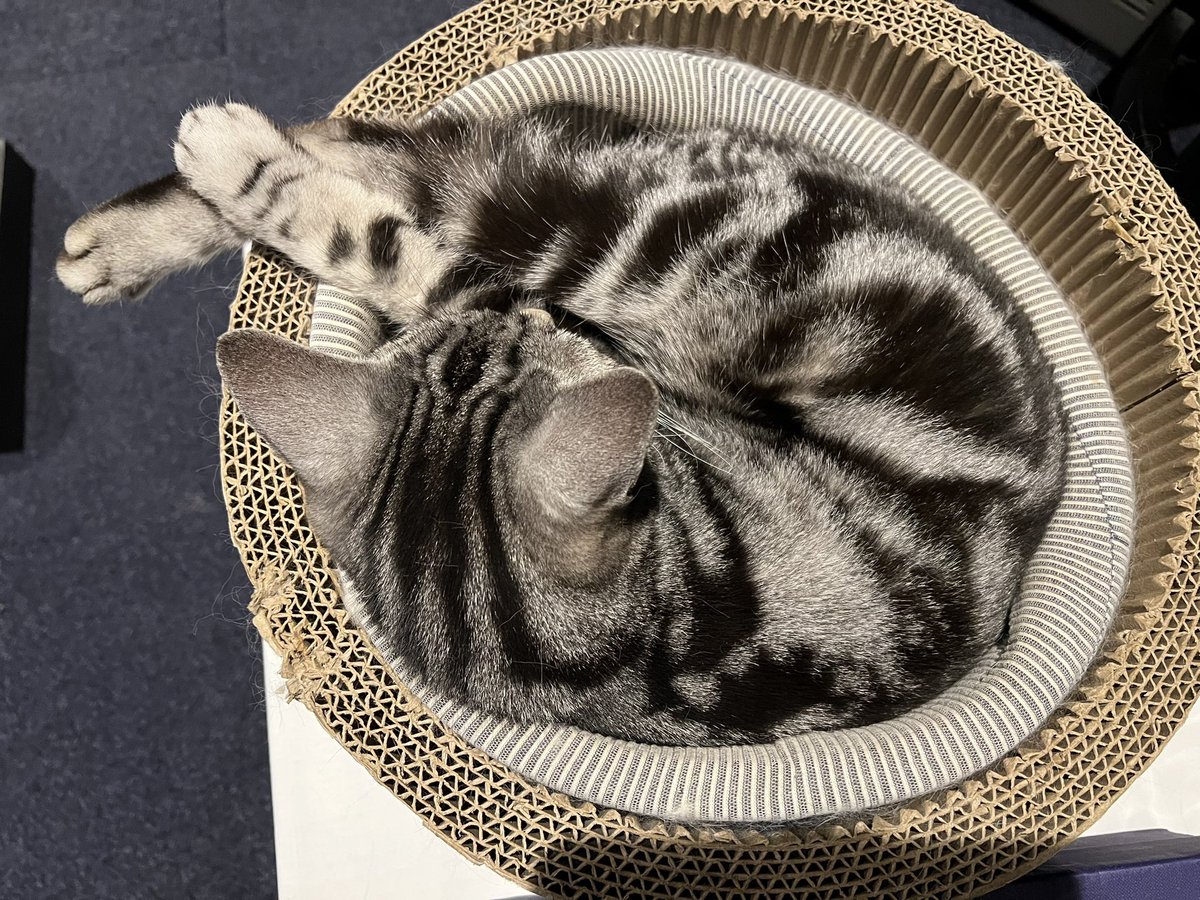 HaRka's tweet photo. レオンちゃんの手羽とレッグ🦵ww
#アメショ
#ノルジャン
#猫いる生活
#幸せ https://t.co/0JPl5UJScD