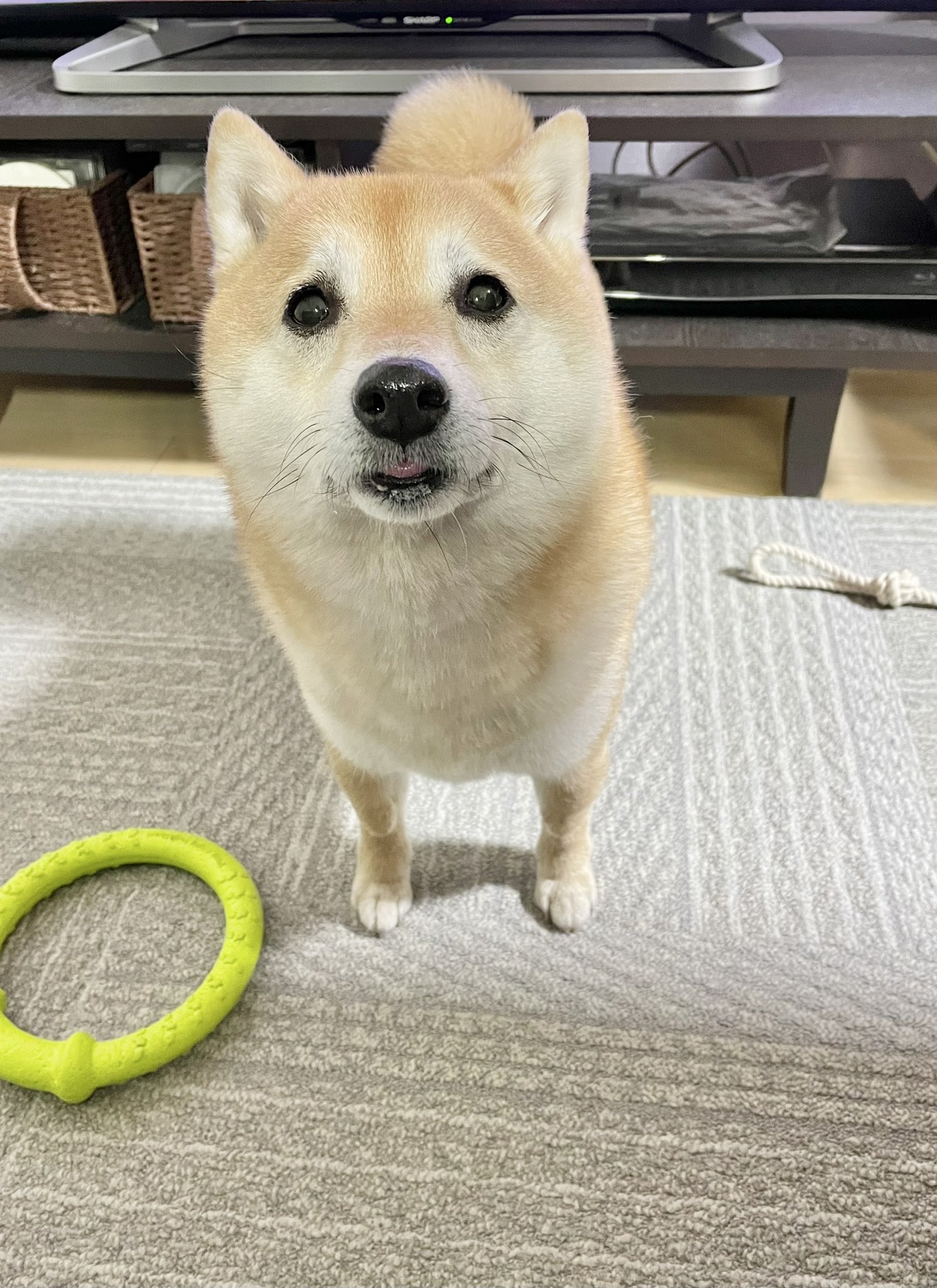 よくわからない犬のアミーボです A dog barking at YouTuber [Good morning.] [Good morning