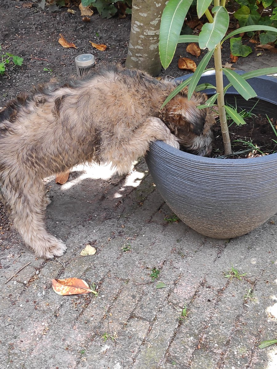 KarinDeRoos's tweet photo. Geen commentaar... #wylff #wheaten https://t.co/C70kjwLj8t
