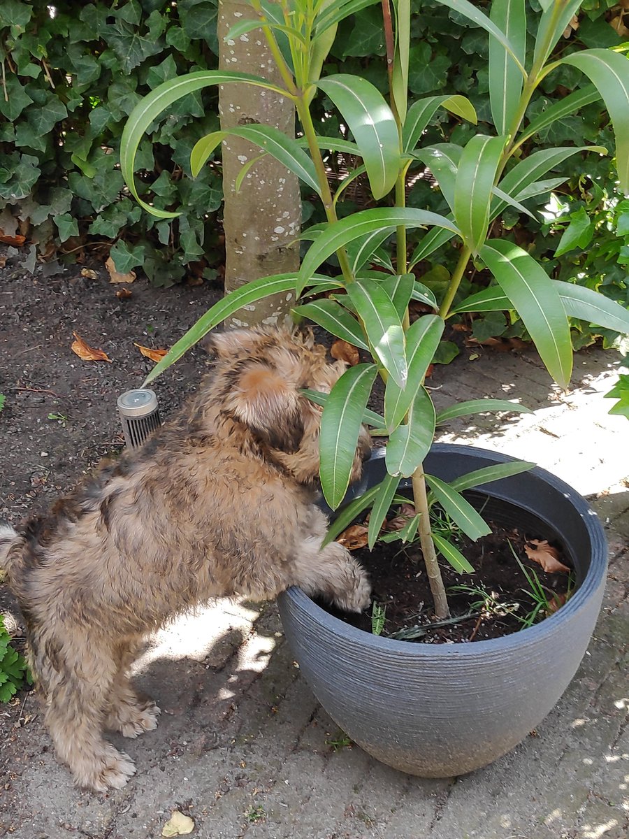 KarinDeRoos's tweet photo. Geen commentaar... #wylff #wheaten https://t.co/C70kjwLj8t