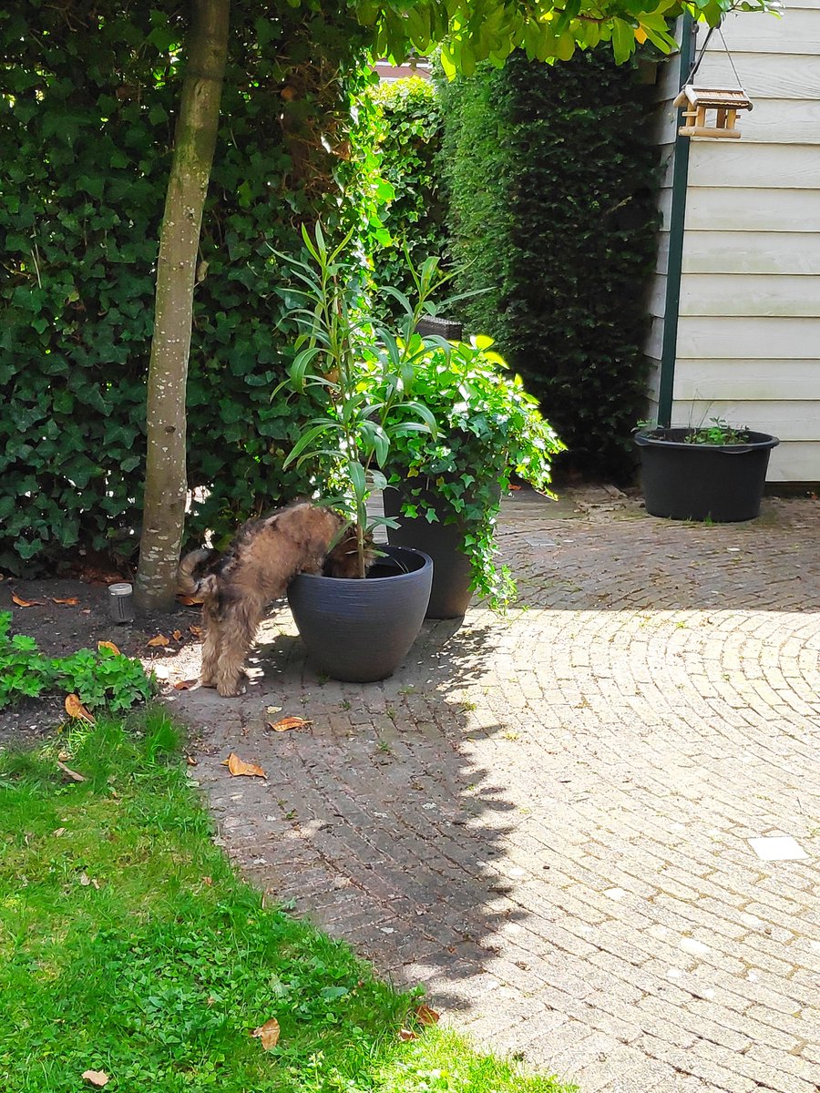 Geen commentaar... #wylff #wheaten