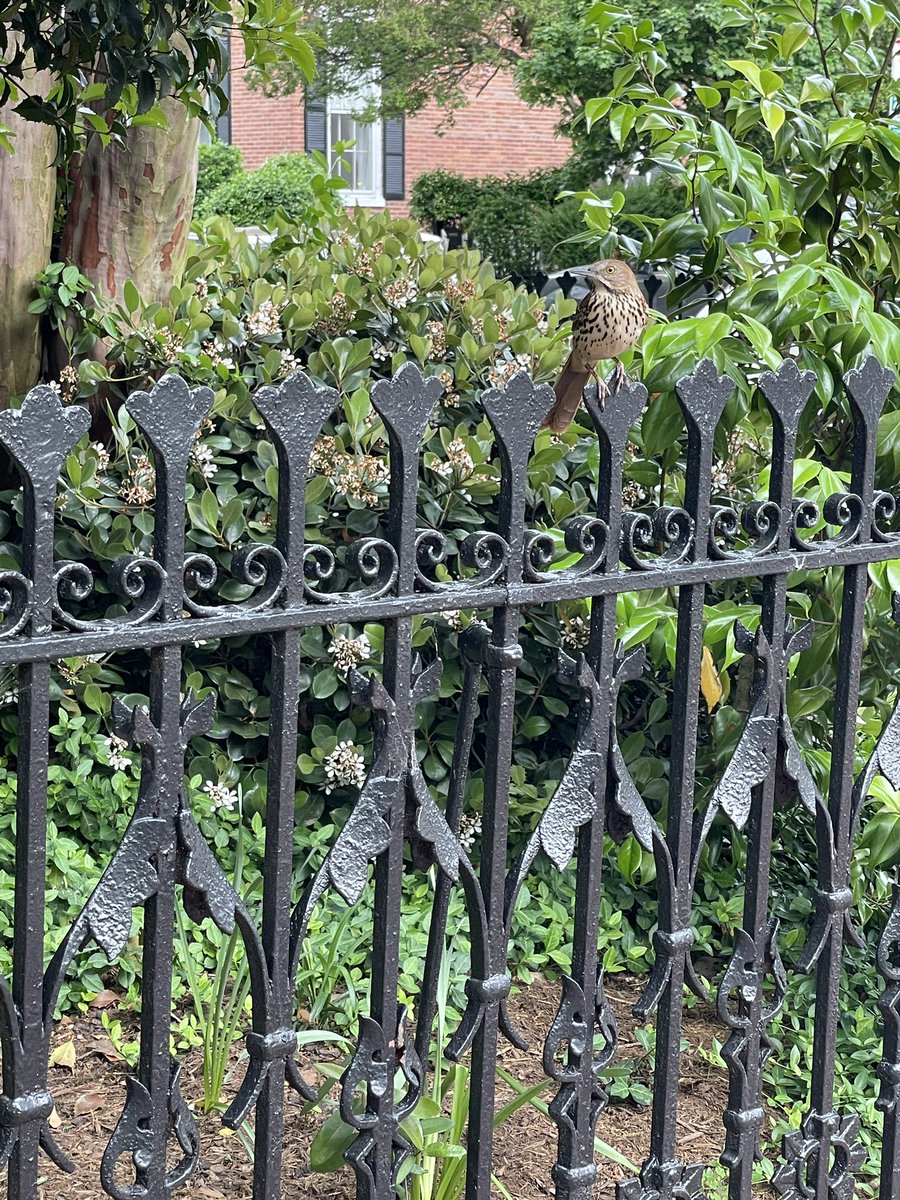 What birds are active in your area right now? Here are some East Coast of North America birds!