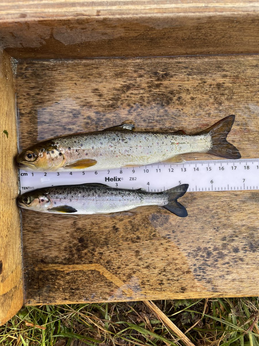 LeneSortland's tweet image. Had 3 great weeks at river Erriff with @ResearchIFI where I learned all about their telemetry work on salmonids🐟 The river is in #ConnemaraNationalPark, so I was blessed with beautiful surroundings during my stay (ref video). @AquaticTracking  #trackingnotslacking