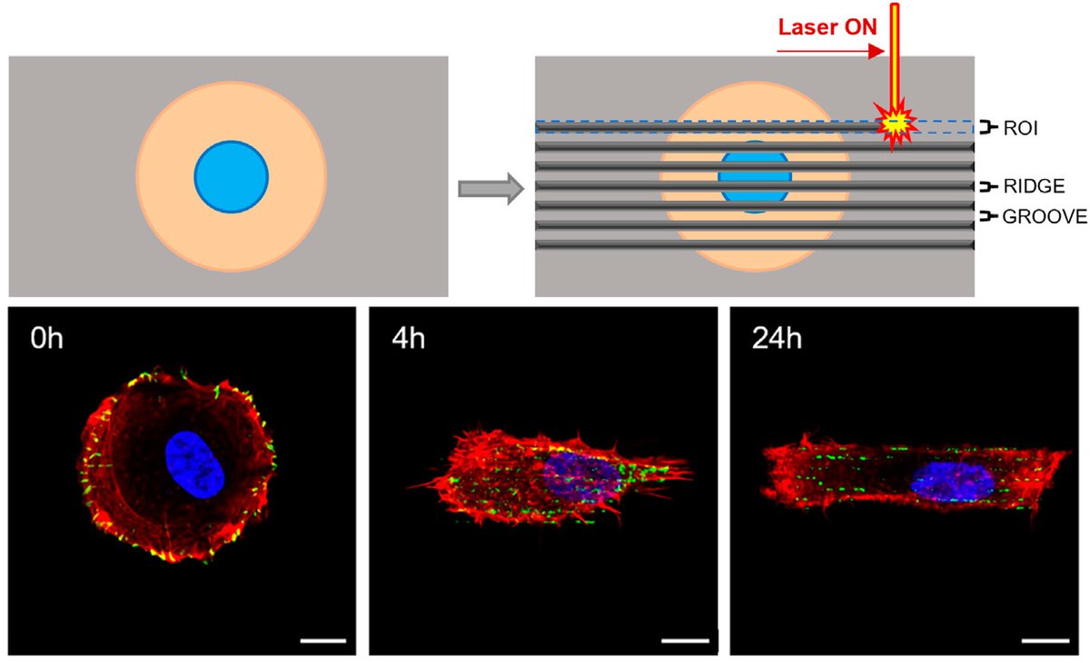 Sometimes we miss one of our clients' publications because of a typo, which is too bad because they do cool stuff! Check out these dynamic micropatterns made with light-responsive azopolymers and our micropatterning kit 🤩 frontiersin.org/articles/10.33…