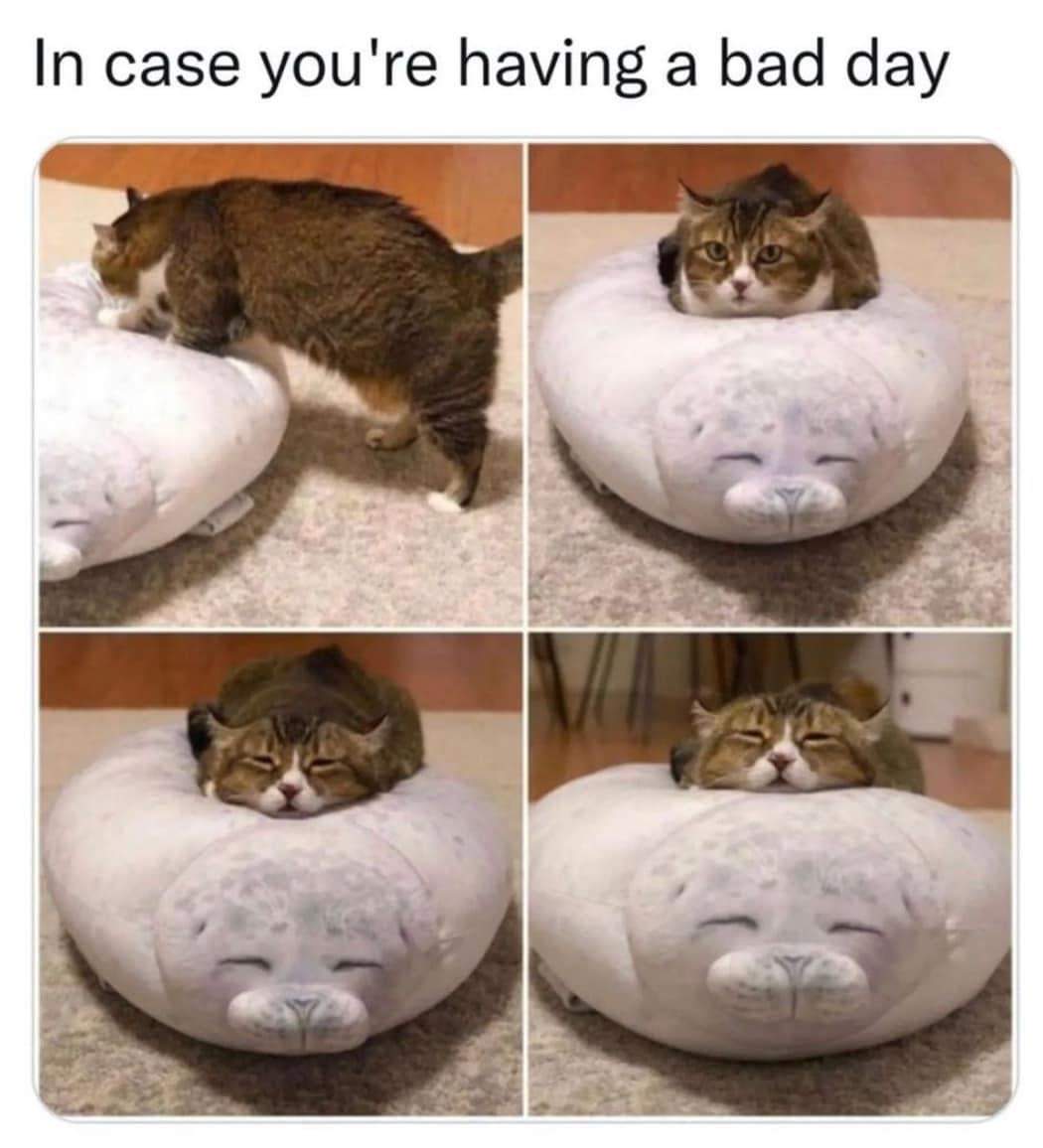 Yorkscatrescue's tweet photo. For anyone who might be struggling or in need of a pick me up, we hope this picture makes you smile! ❤🐾

#CatsOfTwitter #Memes https://t.co/mru2RGjWHf