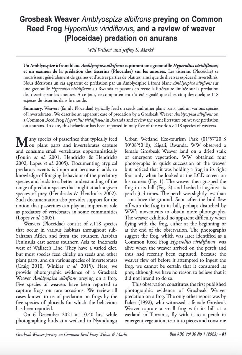 2wsphotography's tweet photo. Really happy that a paper I co-authored with Jeff Marks (and my photographs) have been peer-reviewed and published.  It discusses a case of Grosbeak Weaver predation @nyandungupark . #Rwanda #RwOT #Kigali https://t.co/Jg7OpNqzA0