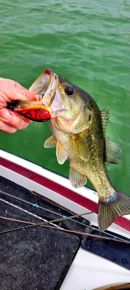 LuckyCraftUSA1's tweet photo. “When you need to get a little deeper than a squarebill, but still have fewer hang-ups, pick up the LC 0.7 DR in your favorite color. Small profile, deep rattle sound and great castability to get the job done!”-Jason Blauvelt #LCCrank #TOCraw #LuckyCraft https://t.co/nSRhhRUES0