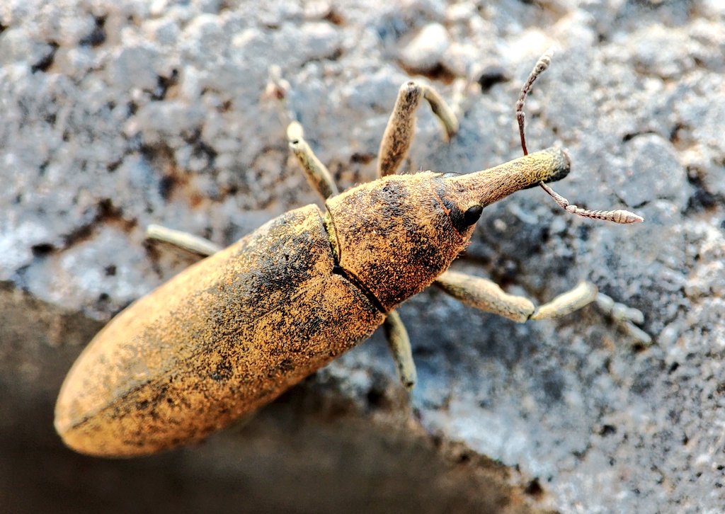 SembrandoLZ's tweet photo. Hoy hemos vuelto a ver en el huerto este bonito gorgojo #Curculionidae #Lixus pulverulentus https://t.co/6BCspBcxJR