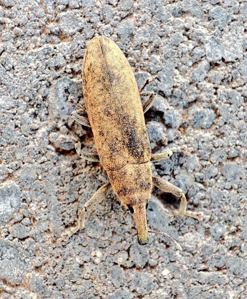 SembrandoLZ's tweet photo. Hoy hemos vuelto a ver en el huerto este bonito gorgojo #Curculionidae #Lixus pulverulentus https://t.co/6BCspBcxJR