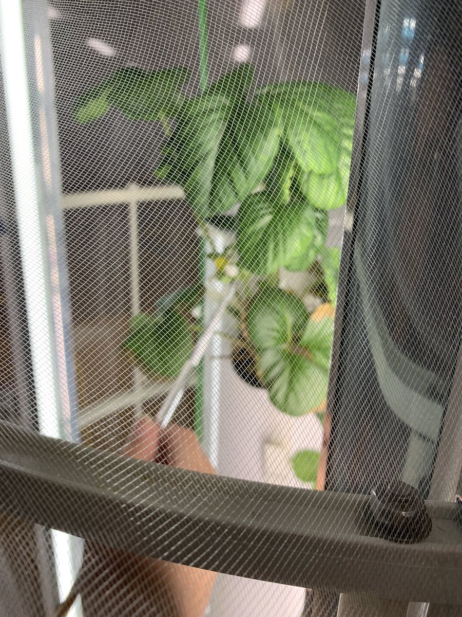 carolynvibbert's tweet image. Look! We’re growing strawberries!! Mrs. H has been catching the blossoms to pollinate with a paintbrush. Three days later we have fledgling berries! @TowerGarden #PWCSLibraries #SudleyFamily