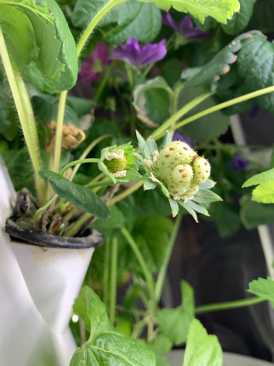 carolynvibbert's tweet image. Look! We’re growing strawberries!! Mrs. H has been catching the blossoms to pollinate with a paintbrush. Three days later we have fledgling berries! @TowerGarden #PWCSLibraries #SudleyFamily