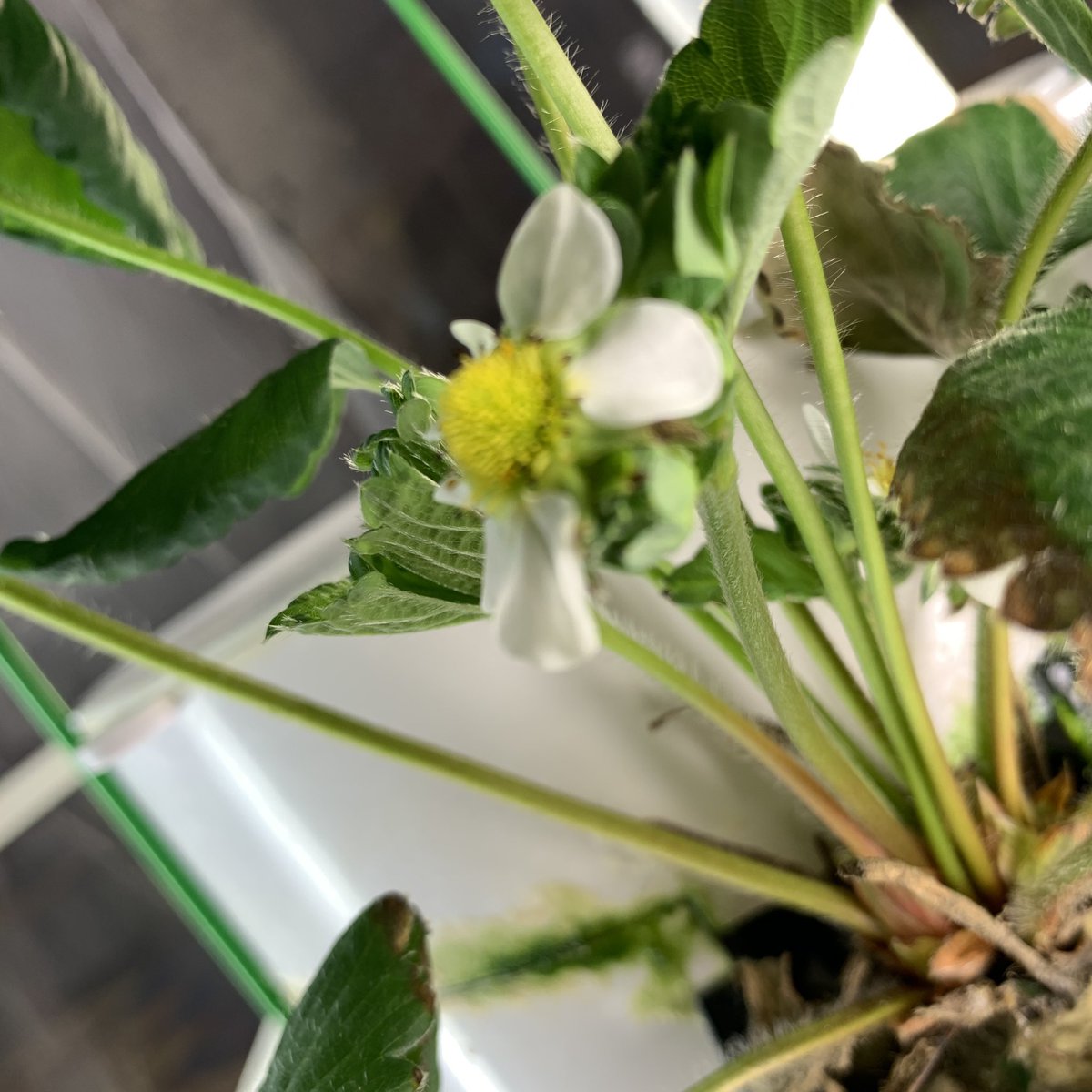 carolynvibbert's tweet image. Look! We’re growing strawberries!! Mrs. H has been catching the blossoms to pollinate with a paintbrush. Three days later we have fledgling berries! @TowerGarden #PWCSLibraries #SudleyFamily