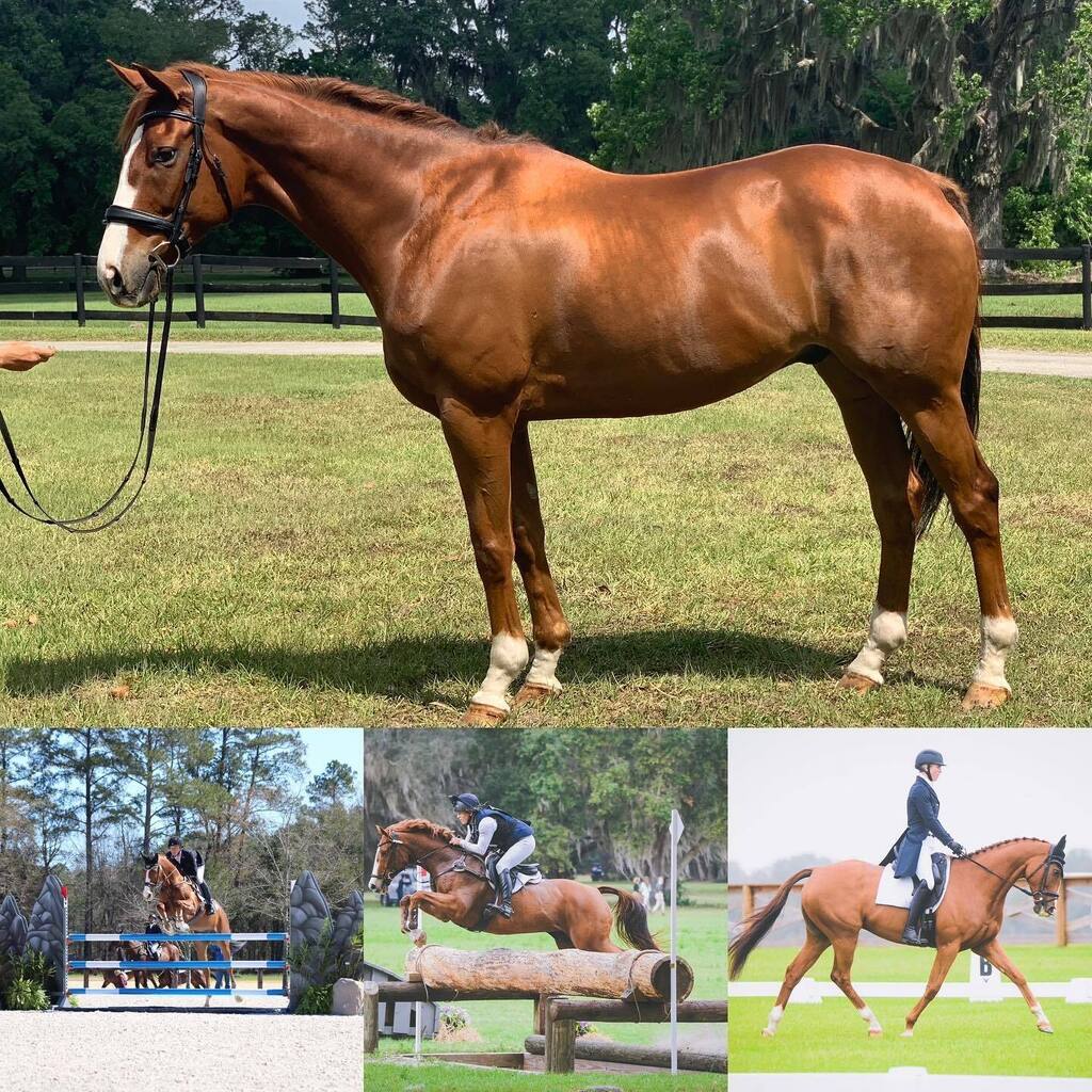2 ⭐️ WINNER and XC Machine 

#SharpDecision is a 2011 16.2hd Tb Gelding. Has been trained to the Advanced level competed at some of the toughest 3⭐️s but is the most competitive at the Prelim/2star level. 

I’ve had Sharpie since the track and he is a ho… instagr.am/p/Crvxv8yumqX/