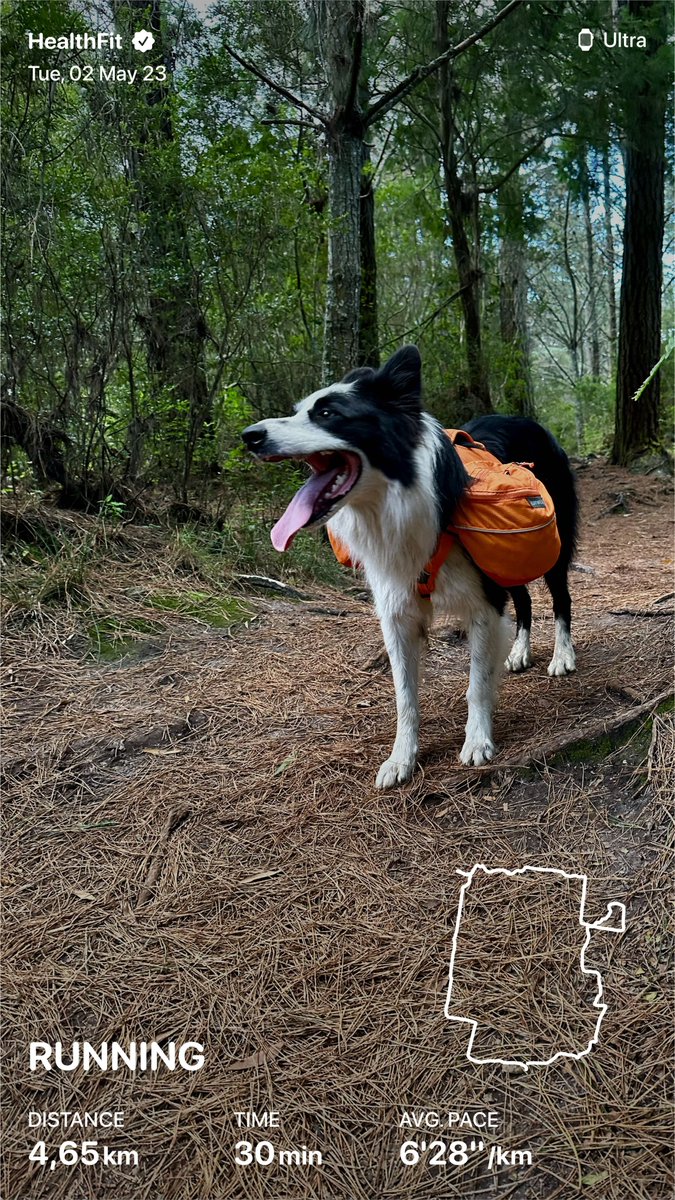 skollie's tweet image. Exciting day for Bruce, my trusty Border Collie running partner! 🐾 We just got his new orange @ruffwear Approach Day Pack. Took him for a training run in the plantation forest to get used to the harness. He's ready for our next mountain adventure! 🏞️🏃‍♂️ #trailrunning #dogrunning