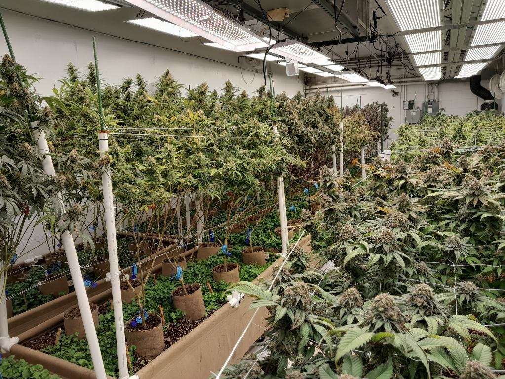 DepotBud's tweet photo. Another no-till, living harvest down ☑️ https://t.co/rsL7wrI0ra