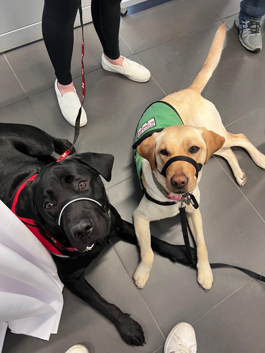 PGIdogs's tweet photo. Bard and Feta! Friends encourage one another to work hard and are always there to lend a helping paw 🥰
#servicesdogsintraining #pgidogs #dogs #servicedogs #servicedogsofinstagram #dogsofpeoria #pgi https://t.co/Cwaovcqq2J