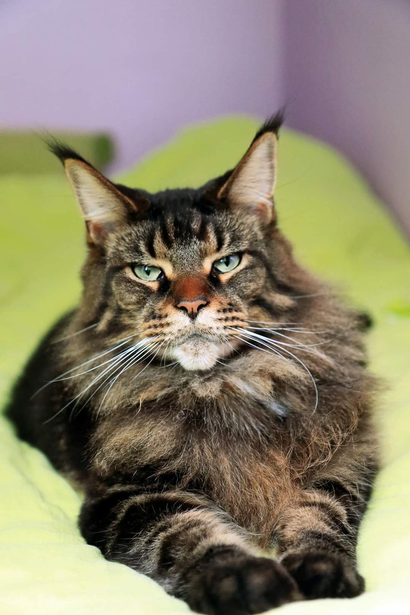 Ginie 🌿🌸 tweet media