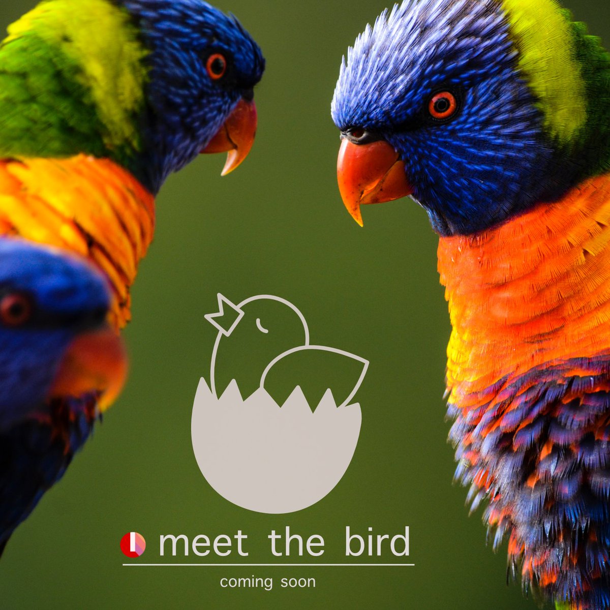 lesarion's tweet photo. meet the bird - coming soon - https://t.co/PaRFkgNadH