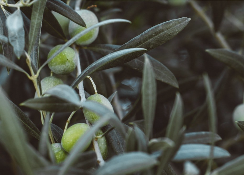 LeSommelierWine's tweet photo. Spring Special : All Provisions 25% off - plus for a limited time, receive 1 complementary bottle of olive oil with all Mixed Cases of Wine https://t.co/mO9gmZLABm
#oliveoil #wine #mixedcases #LeSommelier #WinesofPlace https://t.co/5azYPB2OQj