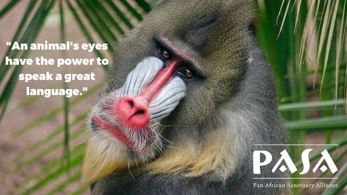 pasaprimates's tweet photo. The eyes of #primates are truly captivating๐
Eye contact can signify dominance, submission, or even aggression. Let's cherish and protect our primate cousins and all the wonders they have to offer! ๐๐ #endangeredprimates #conservation https://t.co/S7hyttE8Jv