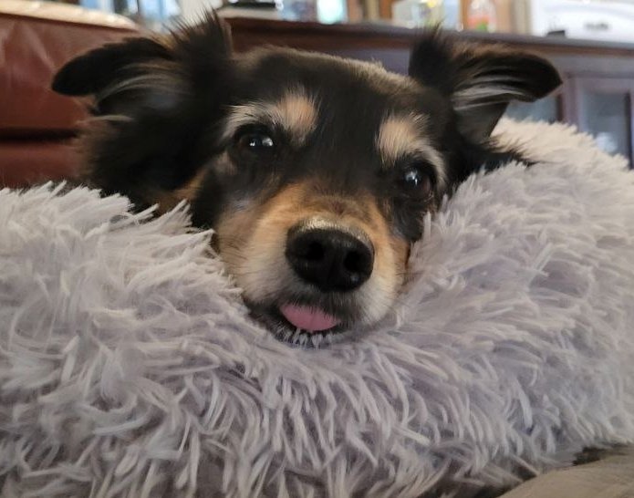 A good luck blep to start your day ❤️